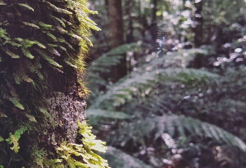 Cement Creek forest area in East Warburton