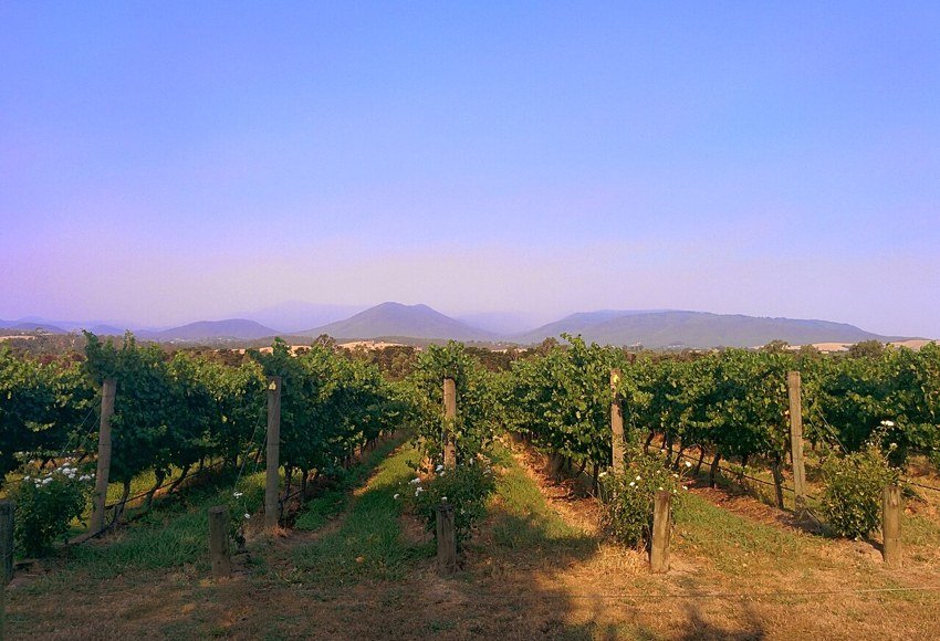 Vineyard landscape in the Yarra Valley