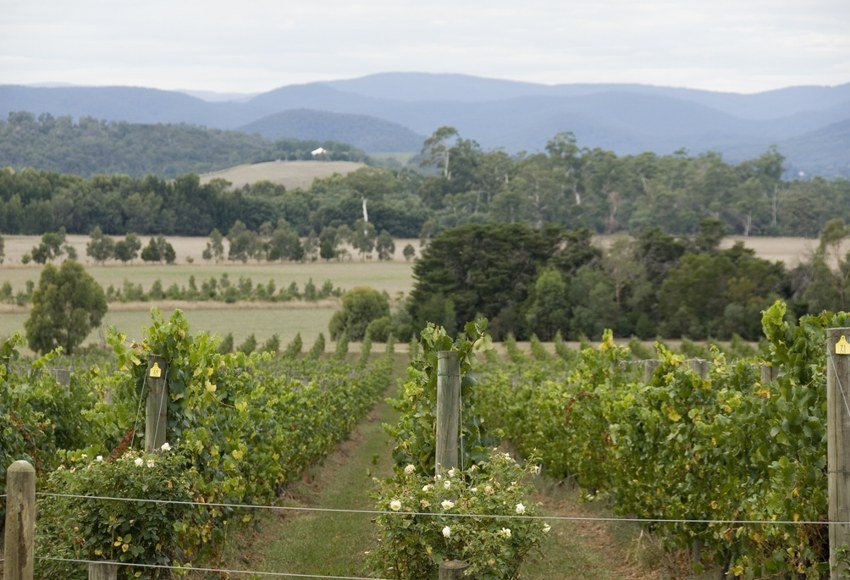 Vineyard landscape in the Yarra Valley