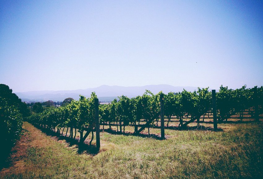 Vineyard landscape in the Yarra Valley