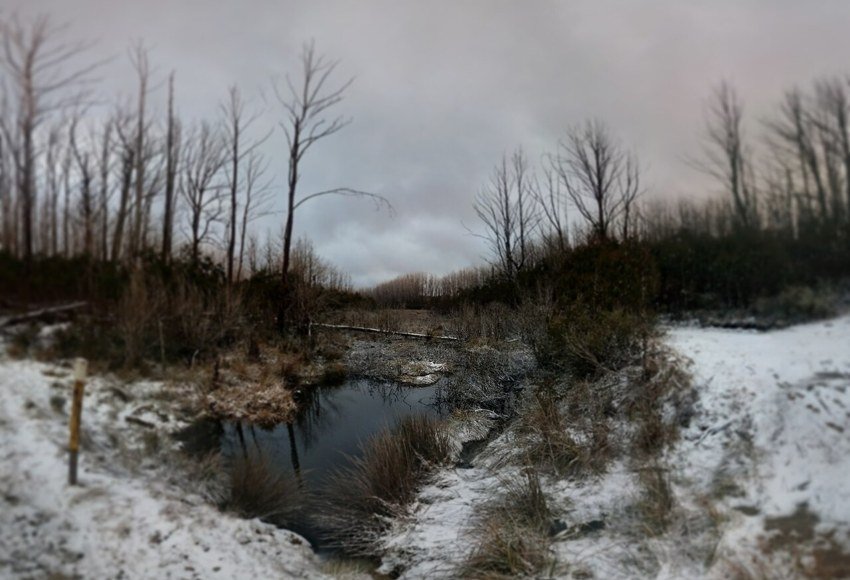 Snow beside Whitehouse Creek at Lake Mountain, Victoria