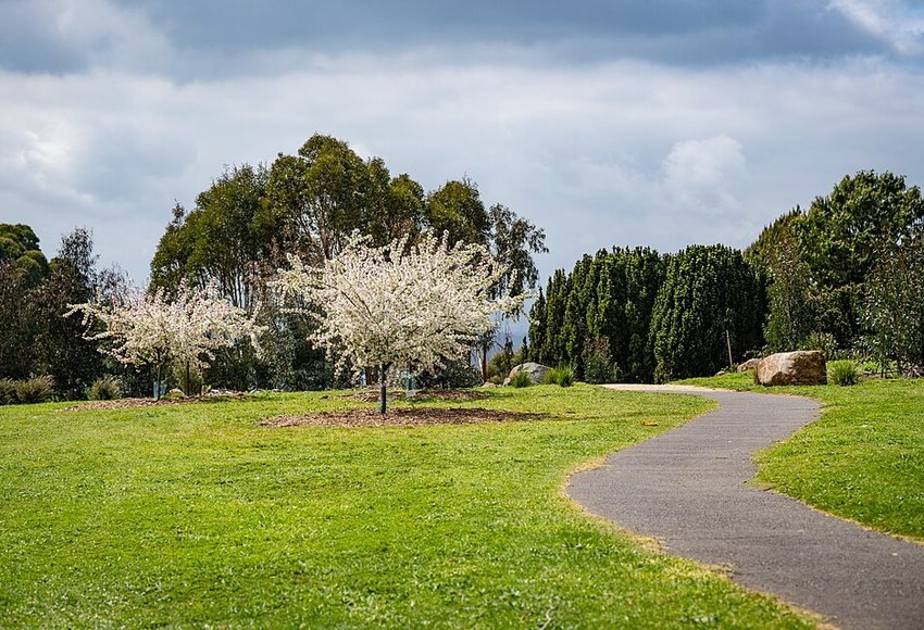 Garden path and flowering trees at Dandenong Ranges Botanic Garden