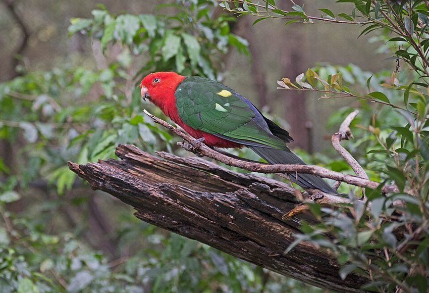 Bright red and green king parrot photographed at Healesville Sanctuary