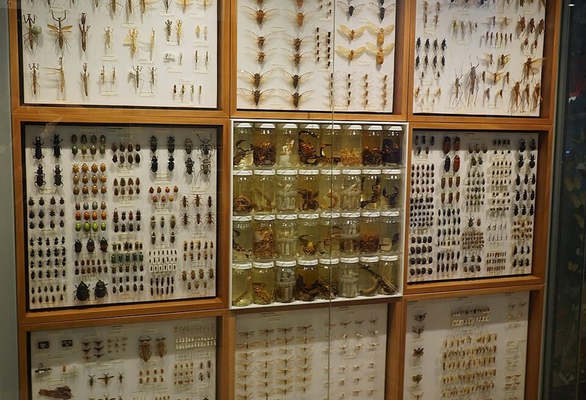 Invertebrate specimens on display at Melbourne Museum
