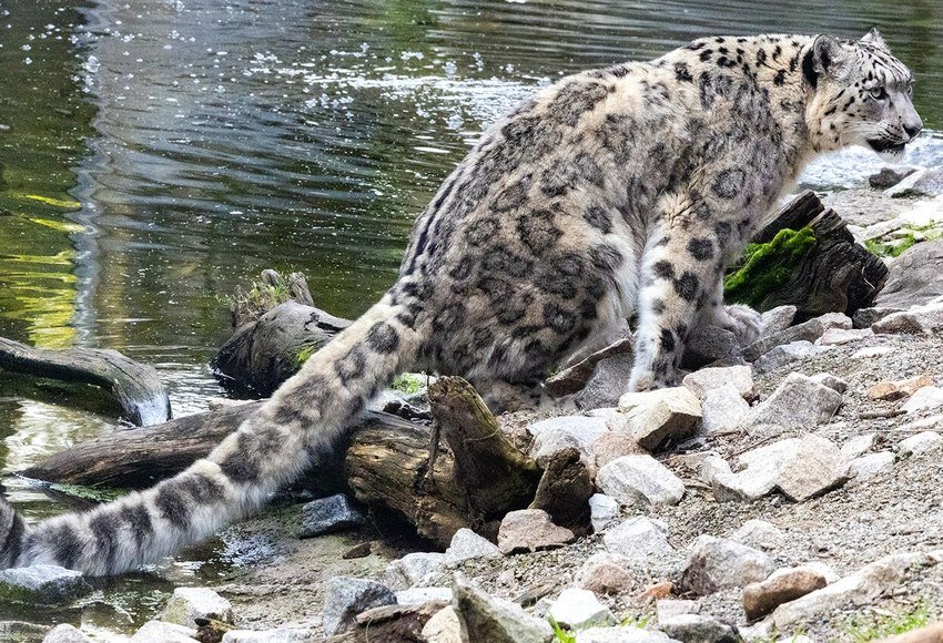 A snow leopard by water at Melbourne Zoo