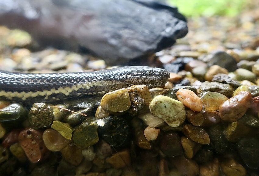 Close-up of a Macleay’s water snake photographed at Moonlit Sanctuary