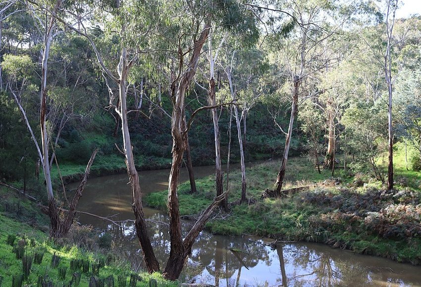 Gum trees reflected in the Plenty River at South Morang