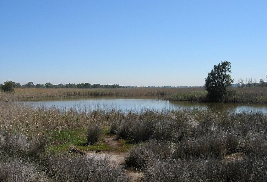 Seaford Wetlands 1