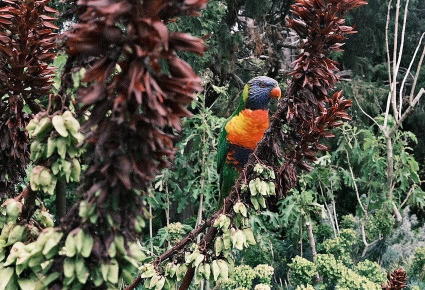 Rainbow lorikeet photographed in St Kilda Botanic Gardens