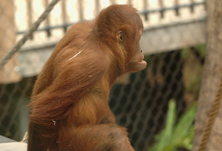 Orangutan photographed at Melbourne Zoo