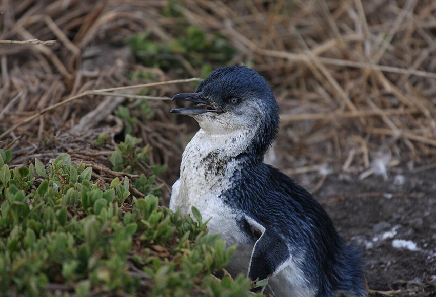Little penguin photographed on Phillip Island