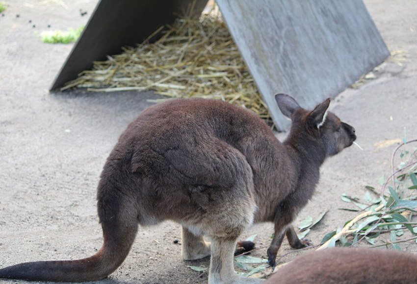 Kangaroo photographed at Melbourne Zoo