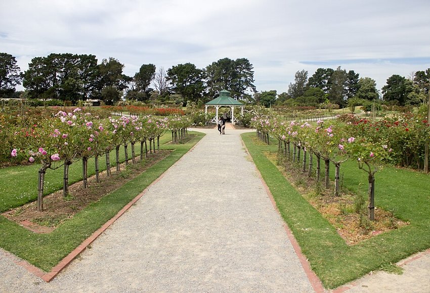 Victorian State Rose Garden at Werribee Park (52123292898)