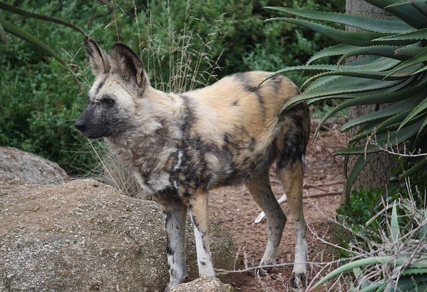 African wild dog photographed at Werribee Open Range Zoo
