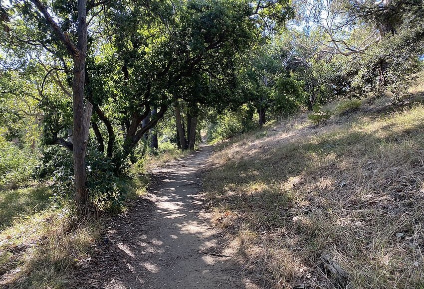 A shaded bushland walking path in Yarra Bend Park